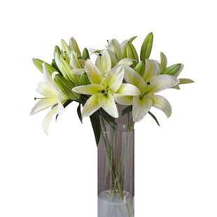 云南鲜花基地直发顺丰 新鲜多头重瓣香水百合冰美人水养插花花卉