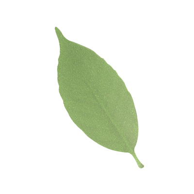 黑科技变色树叶创意礼物礼品