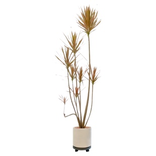 千年木客厅绿植大型植物盆栽造景室内办公室好养七彩铁落地式真树