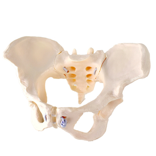 ENOVO颐诺灵活女性骨盆模型瑜伽健身产后修复妇产科教学分娩示教人体髋骨模型教具医院妇科骨盆测量检查模型