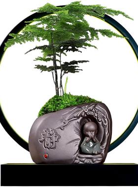 办公室植物盆栽摆件常青树文竹