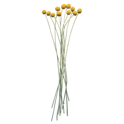 北欧软装干果植物黄金球永生花