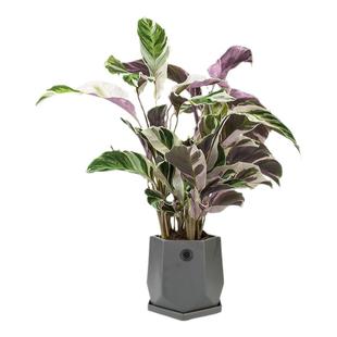 荷兰进口白油画竹芋观叶绿植稀有耐阴客厅趣味植物白色溶锦美观