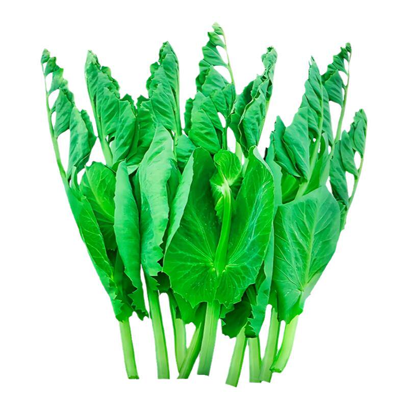专吃豌豆尖豌豆苗种子叶片肥大