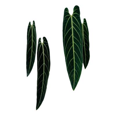 火鹤后水晶花烛Anthurium Warocqueanum室内阳台绿植