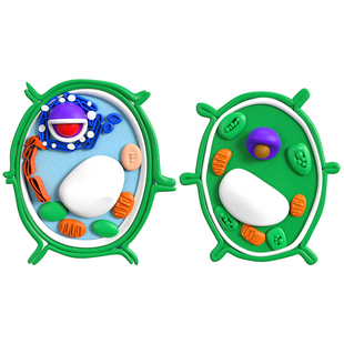 初中高中植物细胞模型生物手工DIY材料包真核细胞模型手工制作真核材料包七年级初一生物作业细菌diy粘土自制