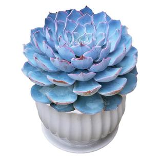 蓝石莲多肉植物盆栽老桩室内阳台绿植多肉好养植物花卉客厅办公室