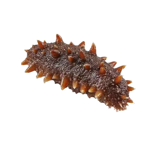 四星级即食海参正宗9年底播鲜食海参无冰年货礼盒一斤装顺丰发货