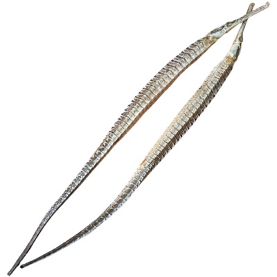 正宗泡酒料滋补中药材无硫海龙