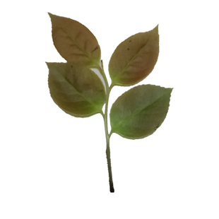 江西深山采野生新鲜乌饭叶南烛乌树叶乌饭草黑饭草乌米饭一份500g