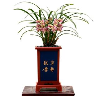 兰花苗四季建兰富山奇蝶奇花浓香夏带花室内桌面好养绿植花卉盆栽