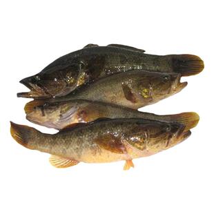 黑龙江东北老头鱼冷冻水产开江鱼新鲜特产淡水鱼3斤整箱包邮