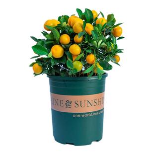 四季桔子树盆栽室内阳台室外绿植花卉植物金橘子树老桩果苗可食用