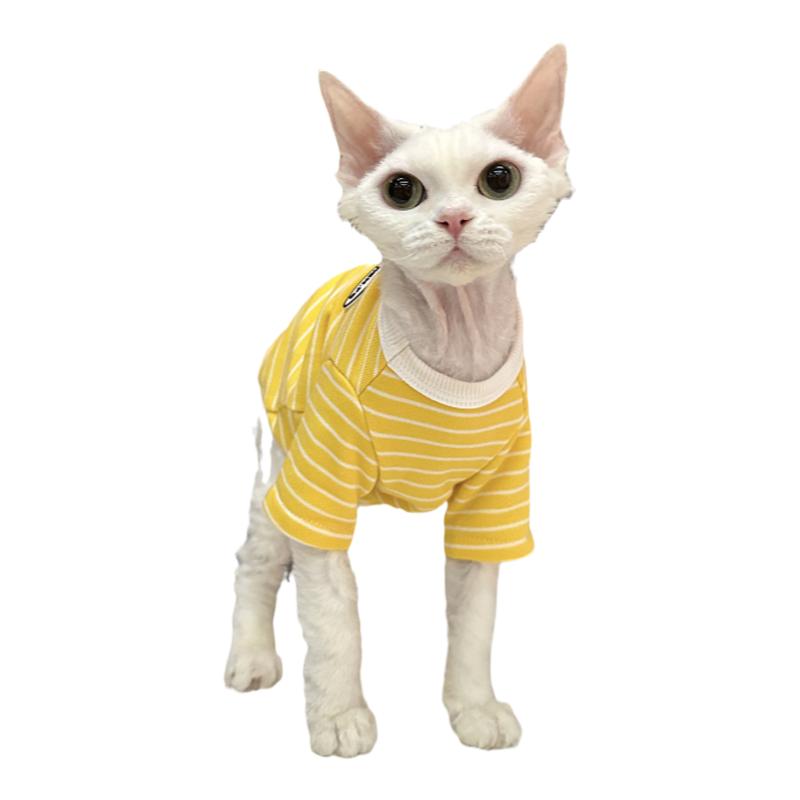 任发财包边可爱洋气T恤无毛猫衣服德文衣服斯芬克斯猫纯棉透气