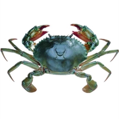 鲜活红膏蟹超大青蟹蟹黄油蝤蛑