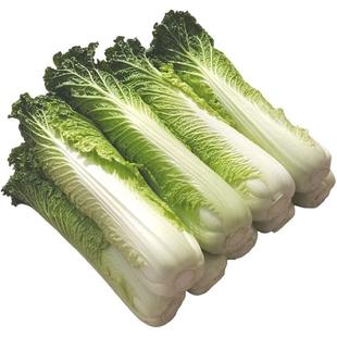 新鲜青麻叶大白菜农家肥种植露天蔬菜天津绿绍菜龙牙青口长白菜