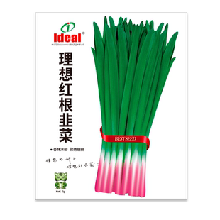 四季红根香韭菜种籽本地根苗宽叶紫根红根种籽子种子细耐热寒阳台