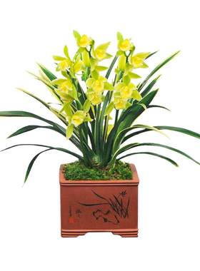 金边兰花浓香型四季盆栽花卉植物
