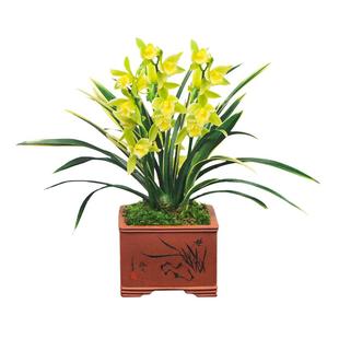 德芳兰业兰花苗盆栽墨兰兰草春兰惠兰花卉浓香金凤冠好养名贵开花