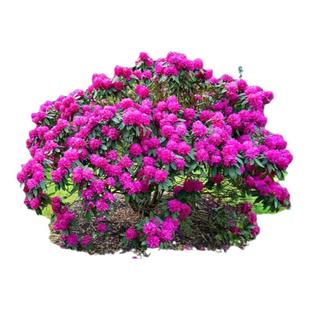 毛杜鹃夏娟毛娟花苗英八茶梅盆栽庭院财神朝仓绿化映山红植物树苗