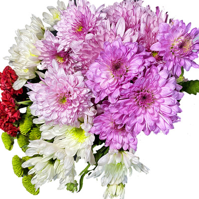 北京凌晨花市小雏菊水养鲜花包邮