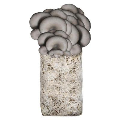 聚源菌业蘑菇种植包菌种菌包