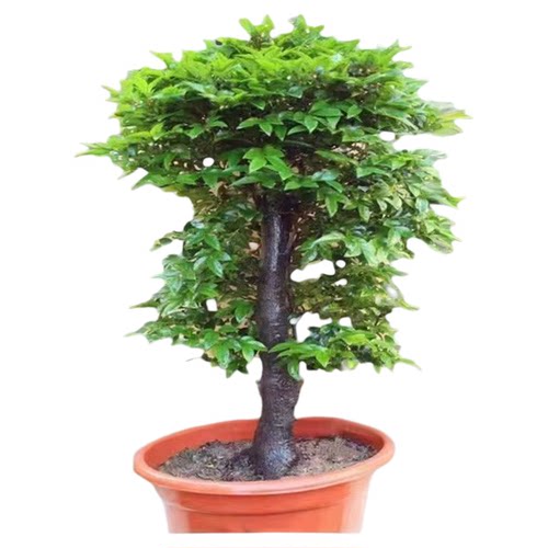 小叶紫檀盆景树桩黑骨茶盆栽客厅桌面阳台庭院四季常青绿植植物