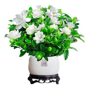 栀子花盆栽招财旺宅桌面盆景办公室绿植室内客厅中式禅意四季植物