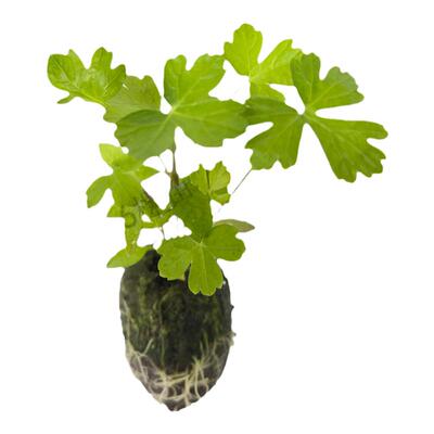 欧芹室外庭院增加香料幼苗