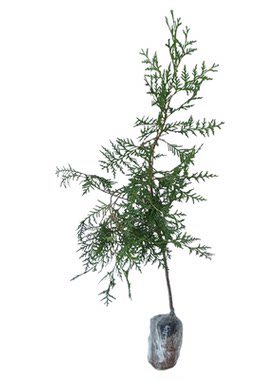 柏树带土农村老品种现挖造林绿化