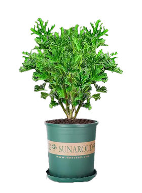 【天然蚊香】驱蚊草盆栽室内植物