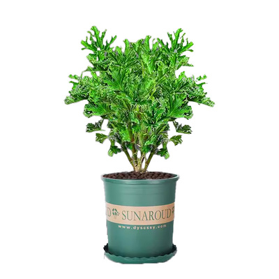 【天然蚊香】驱蚊草盆栽室内植物