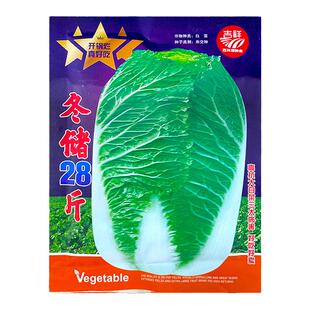 冬储28斤秋播大白菜种子二十八斤特大北方耐寒耐储越冬白菜籽东北