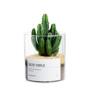 多肉小盆栽组合迷你仙人掌科植物万重山绿植仙人球盆栽室内客厅