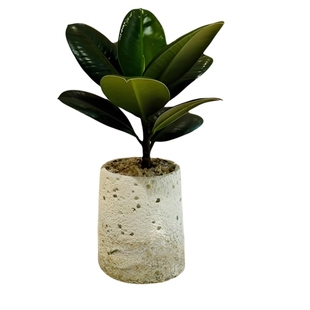 橡皮树黑金刚橡皮树小苗盆栽室内真树绿植好养客厅大盆栽大叶花苗