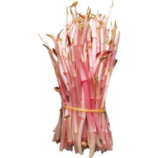 嫩芽折耳根四川鱼腥草嫩叶子侧耳根猪鼻孔凉拌菜农家自种新鲜蔬菜