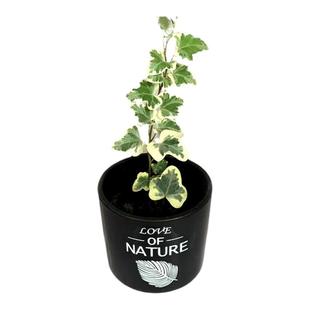 雪莹盆栽日本常青藤苗网红白花叶片稀有品种室内客厅办公观叶植物