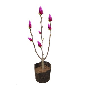 白兰花玉兰花树苗带花苞矮化老桩盆栽植物紫黄角兰四季常青绿植