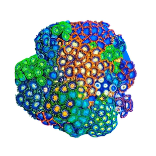 幻彩纽扣珊瑚拼盘新手入门lps软体珊瑚海缸荧光生物活的造景观赏