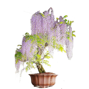 紫藤花树苗爬藤植物多花紫藤萝树苗阳台四季盆栽庭院老桩花卉开花