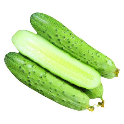 不搭架爬地黄瓜种子四季