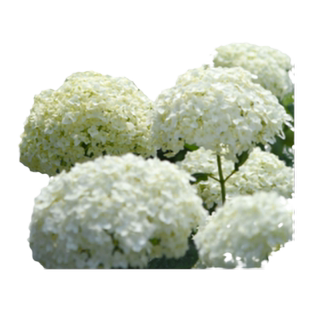 虹越乔木绣球花苗盆栽粉色贝拉安娜室外庭院子地栽耐热耐寒多年生