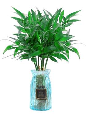 驱蚊竹柏水培植物室内桌面吸醛好