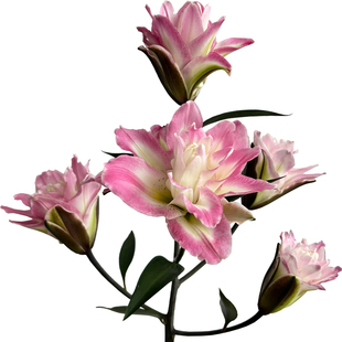 粉色莲花之境重瓣香水百合花鲜花多头家庭水养鲜切花云南基地直发