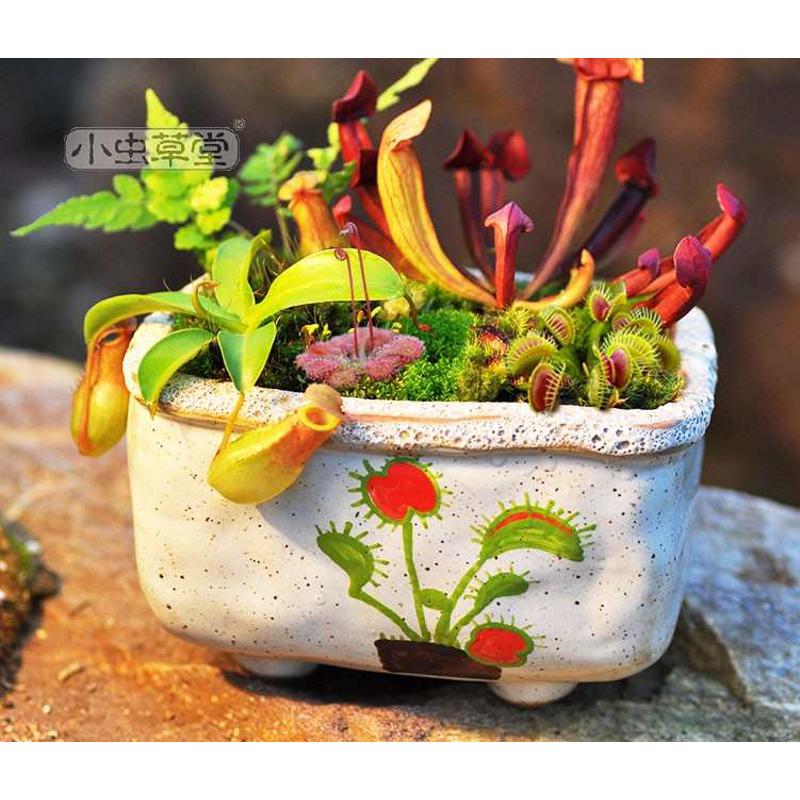 小虫草堂6直播食虫植物组合套装食虫草捕虫草猪笼草捕虫堇瓶子草