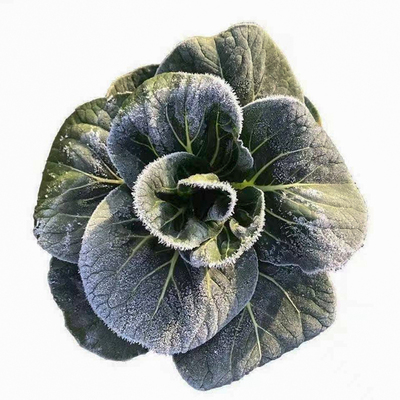 顺丰包邮新鲜霜冻青菜甜糯