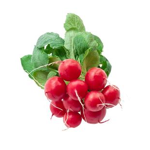 樱桃萝卜种子四季水果红萝卜种籽阳台盆栽小萝卜籽种红圆罗卜种籽