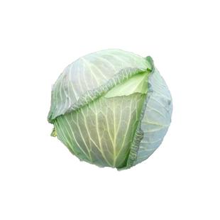 京丰一号甘蓝种子 春季秋季扁圆包心菜卷心菜包菜 菜种蔬菜种孑籽