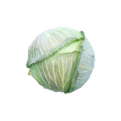 京丰一号甘蓝种子春季扁圆包心菜