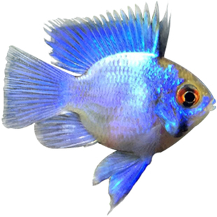 热带观赏鱼活体短鲷 金波子荷兰凤凰阿凡达宝蓝球龙纹玻利维亚